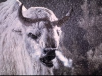 Белый бизон (1977)